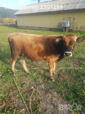 Мъжко теле чисто Жарсе