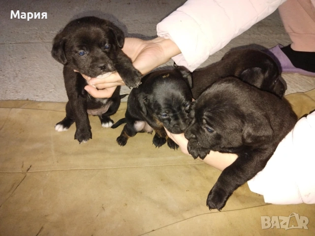 Пинчери , снимка 3 - Пинчер - 53275777