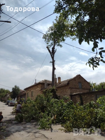 Рязане и премахване на дървета, снимка 6 - Други услуги - 53569888