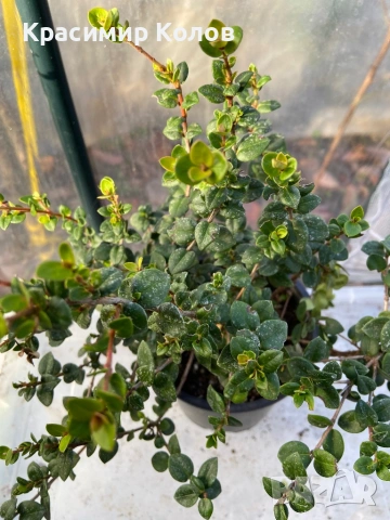 Ягодова мирта, чилийска гуава, Ugni molinae, растения плододаващи, екзотични, снимка 8 - Градински цветя и растения - 52516873