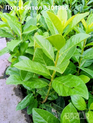 Лавровишна Novita, Caucasica, височина 25-45cm, в саксия, 0.5l- 1,20 EUR