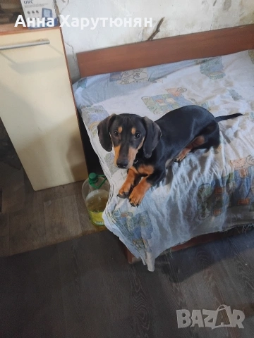 продавам едно мъжко дакелче, снимка 4 - Дакели - 53136066