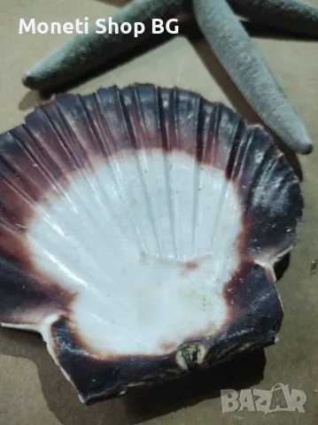 Океански дарове, снимка 4 - Други ценни предмети - 48922488