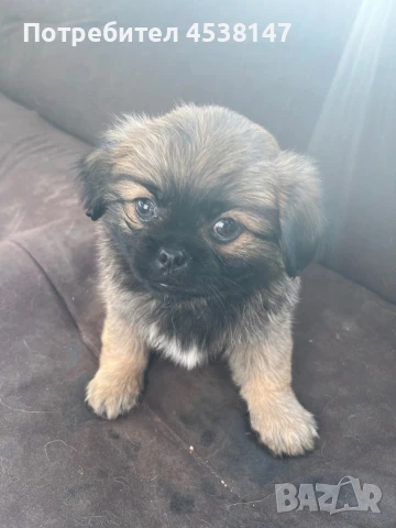 Продавам малки пекинезчета, снимка 1