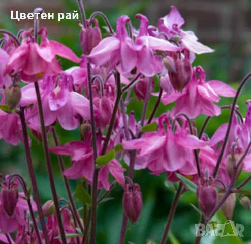 Домашни семена на цветя , снимка 17 - Градински цветя и растения - 51020468