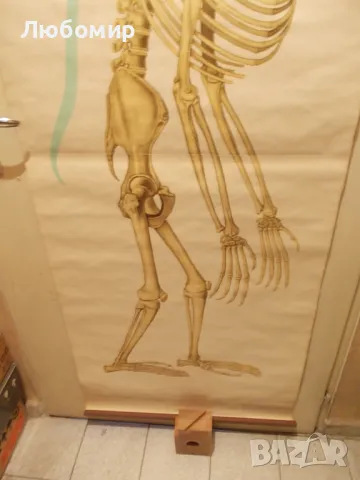 Старинно учебно табло Анатомия, снимка 5 - Антикварни и старинни предмети - 48677304