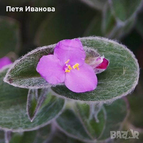 Tradescantia sillamontana, снимка 2 - Стайни растения - 51557832