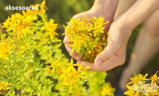 Висококачествени семена от жълт кантарион 2000 бр. семена билка антидепресант медоносно растение за , снимка 8 - Сортови семена и луковици - 37674487