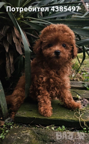 Кученца Пудел мъжко и женско , снимка 5 - Пудели - 53232379