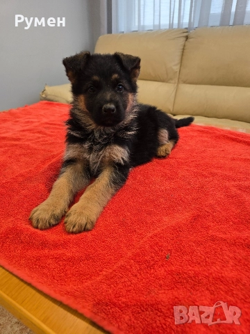 Уникална млада госпожица , снимка 4 - Немска овчарка - 52881278