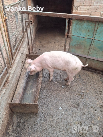 продавам 40 кела прасе бяла българка, снимка 3 - Други животни - 53482292