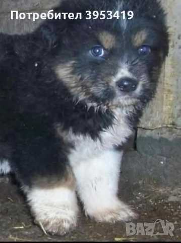 чистопородни каракачански кученца -линия гуджо , снимка 4 - Други - 51710824