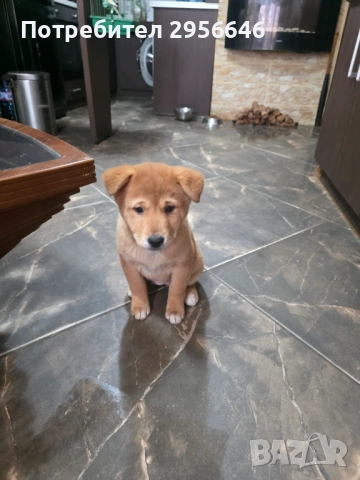 Продавам кученца, снимка 5 - Шиба ину - 53574717