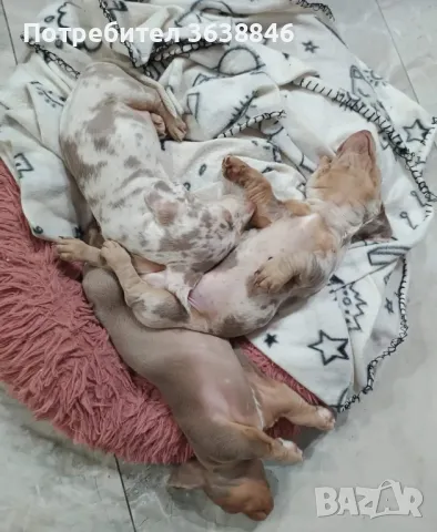 Мини дакел, снимка 2 - Дакели - 49642655