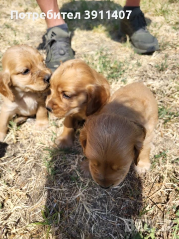 Продавам кокер шпаньоли, снимка 1