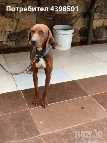 Гонче Балканско