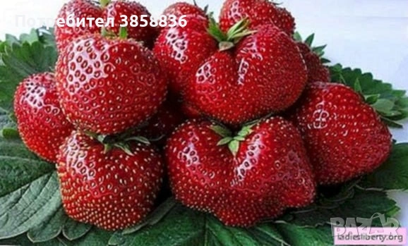 🍓 Качествен разсад ягоди и малини – засади днес, береш утре! 🌱, снимка 6 - Разсади - 53583916