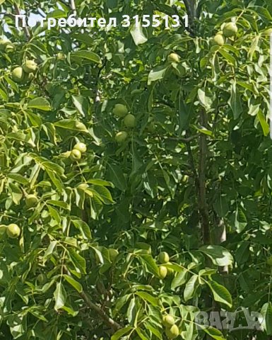 орехова градина, снимка 3 - Парцели - 35443232