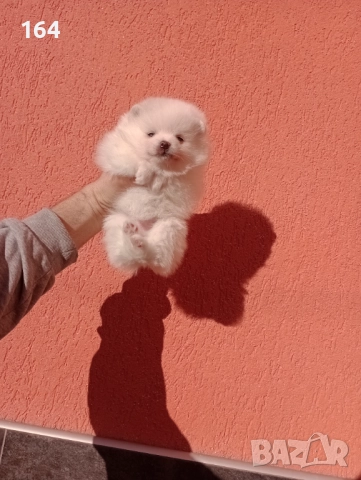 Мъжки и женски бели Померани., снимка 7 - Померан - 52926923