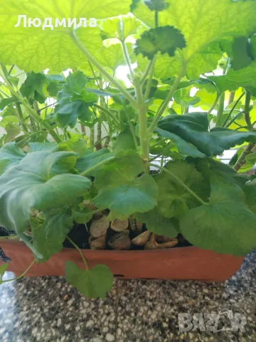 Мушкато,дърво на живота,Шефлера  и др.растения готови за декорация и подарък, снимка 11 - Декорация за дома - 48567968