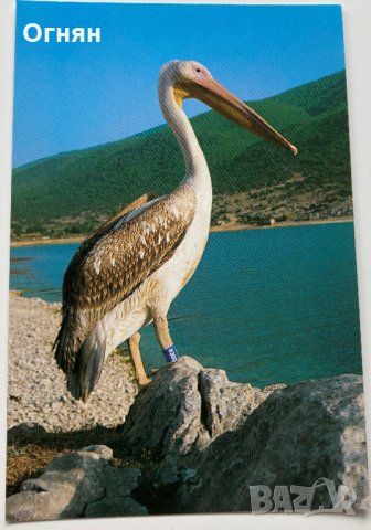 Картичка Пеликан, снимка 1
