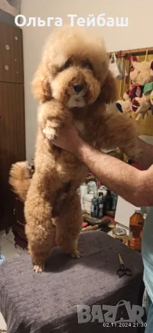 Пудел момче търси приятелка, снимка 3 - Пудели - 47853140