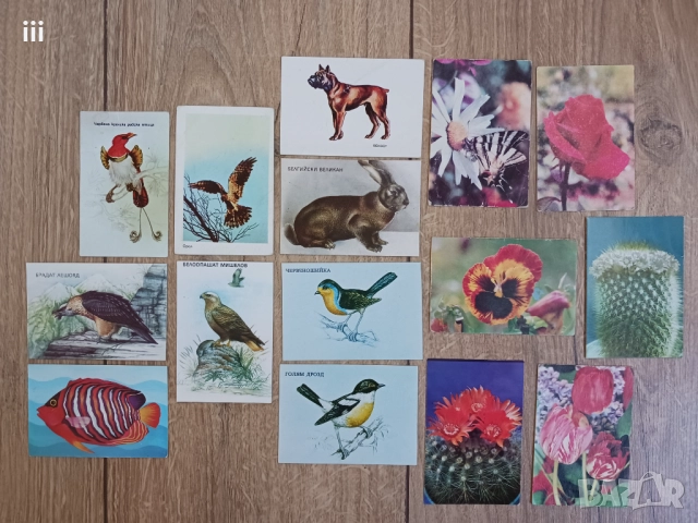 Календарчета с животни - за колекционери, снимка 7 - Колекции - 52257660