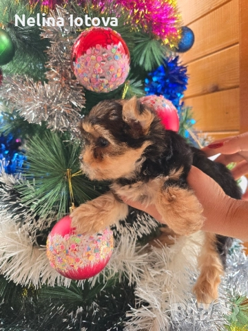 мини йоркширски териер, снимка 6 - Йоркширски териер - 52857178