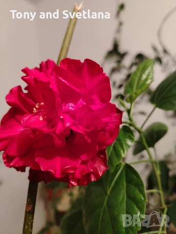 Хибискуси/китайски рози с едри кичести цветове