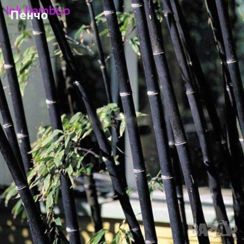100 бр бамбукови семена от черен бамбук Black Bamboo растение декорация за двора и градината, снимка 12 - Стайни растения - 28091310