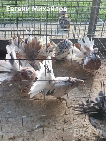 Фенерлии , снимка 12 - Гълъби - 52369192