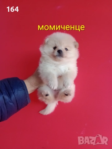 Померани. Мъжки и женски Померанчета. Реални снимки!, снимка 3 - Померан - 53082394