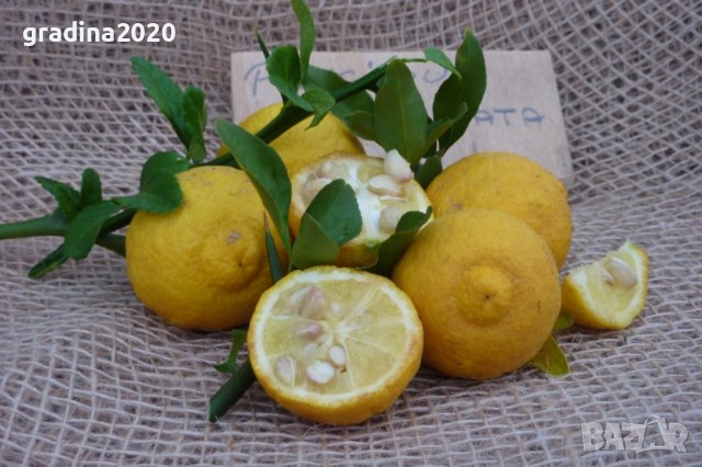 Poncirus trifoliata / Див лимон, снимка 2 - Разсади - 37305233