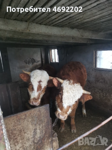 Мъжки телета лимозин, снимка 3 - Крави - 52897763