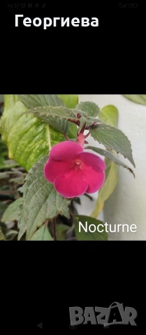 ризоми ахименес , снимка 9 - Градински цветя и растения - 53498563