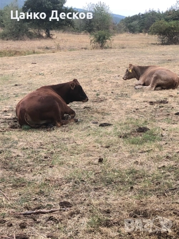 Стадо крави, снимка 7 - Крави - 51846249