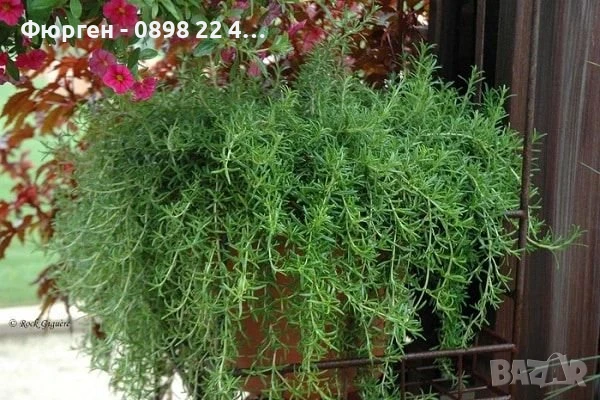 Розмарин Каскаден - Rosmarinus officinalis prostrata, снимка 9 - Разсади - 51360286