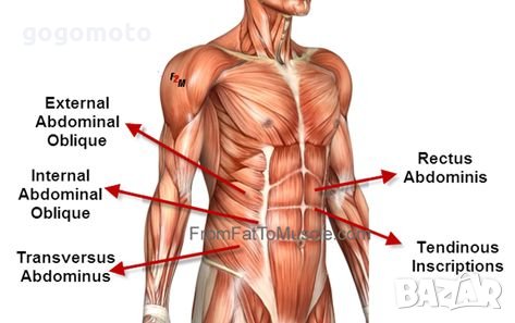 НОВ тренажор X-CITE за коремни мускули, трениращ коремен мускул, Abdominal Muscle Trainer, снимка 13 - Фитнес уреди - 28512455