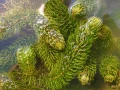 Роголистник (Ceratophyllum demersum), снимка 1