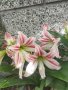 Продавам цветя Амарилис, преди цъфтеж - бели с червени ивици, снимка 8