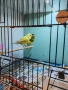 Продавам канарчета , снимка 1