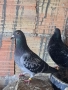 Продавам спортни гълъби , снимка 12