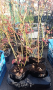 Висока американска боровинка  ,Лоницера  Duet , снимка 1 - Градински цветя и растения - 41164874