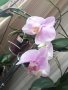 Орхидеи, снимка 4