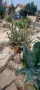 Различни видове студоустойчиви кактуси, снимка 3