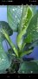 Дифенбахия, снимка 1 - Стайни растения - 40539784