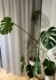 Монстера Делициоза, снимка 3
