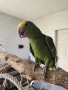 Продавам ръчно хранени бебета Амазони, снимка 1