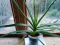 ЛЕЧЕБНО АЛОЕ ВЕРА и Дървовидно алое, снимка 6