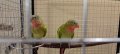 Чифт принцов папагал-Александрино, снимка 3